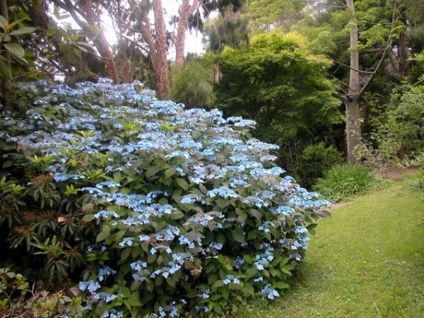 Hydrangea serrata 'Blue Deckle'